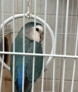 طير روز ذكر