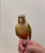 للبيع كنيور اناناس ربوه