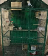 للبيع يوز نيباليات تحتهم بيضتين و محمية صغيرة هوقو وهاف اورنج وبلبل عراقي