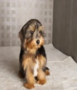 مالتيبو ذكر أوكراني لعوب