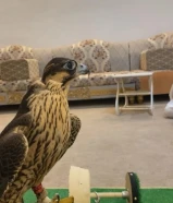 علي سوم ًًًًًً