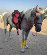 للبيع احصان بلدي