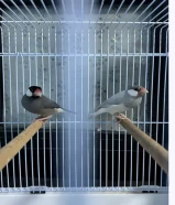Java finch with cage and breeding box