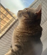 قطه British Shorthair × Tabby Domestic