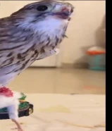 غاديلي طير باشق