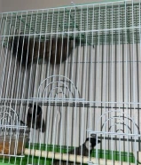 بلابل عصافير