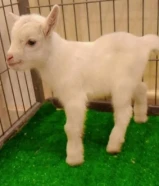 goat baby male