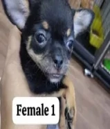 عرPure Mini chihuahua with health card and vaccinated 2 mont