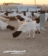 أغنام بربريه من الصومال