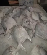 fresh fish saleخدمة التوصيل67637356