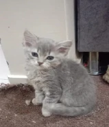 قطة الجنس انثى العمر تقريبا 82 يوم الون رصاصي