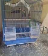 للبيع طيور جاوا مع 3 قفاص