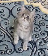 للبيع كيتن طيب