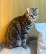 قطة للبيع شورت