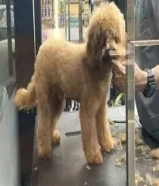 للبيع توي بودل