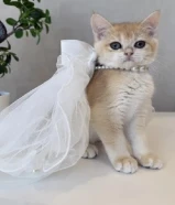 قطط للبيع العمر شهرين ونص او اقل