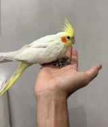 للبيع ببغاء كروان