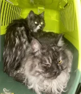 قطط للبيع ذكر و انثى [شيرازي]559