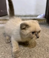 قط جميل و رائع و هادي لا يحب الفوضه