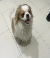 كلب شيتزو لطيف للبيع