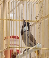 بلبل للبيع مغرد ماهر وملحن محترف شامل القفص والتوصيل المجاني