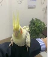 bird at mahbula 12 kd