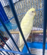 سلام عليكم طير بادجي ذكر جاهز الصحه ممتازه