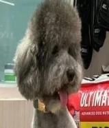 متوفر ذكرين بودل بيور للتزاوج