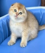 للبيع كيتن عمره شهرين برتش شورت هير و واحد سكوتش فولد بيور قولد قابل للمساومه