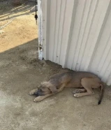 نثيه كينكورسو