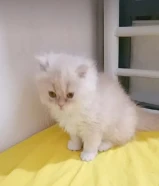 للبيع قطط شيرازي بيور عمر شهر ونص