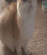 قط سكوتش فولد