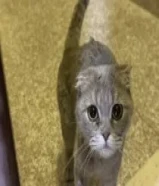 للتبني سكوتش فولد