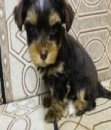 Shihtzu/yoursark for sale