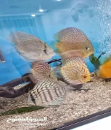 healthy discus