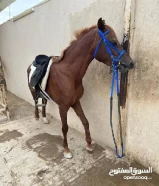 حصان عربي بيور مصري