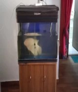 big fish with aquarium for sale