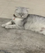 تبني قطوه ا