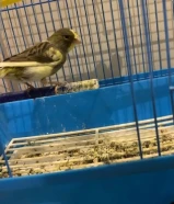 للبيع كناري سعر خيال