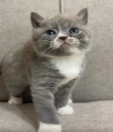 للبيع كتن برتش شورت هير