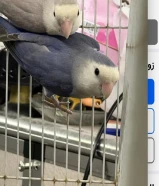 زوج لف بيرد الوان مميزه