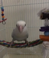 روز فل فل ربوه