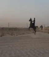 حصان مصري بيعه بلدي مواليد 23