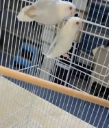 كنار سوري للبيع