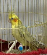 كروان للبيع