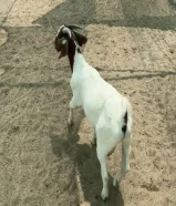 تيس بورقوت دم صافي