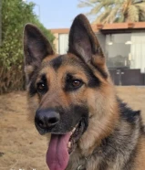 ذكر جيرمن شبرد للتزاوج