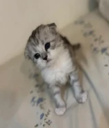 سكوتش فولد للبيع