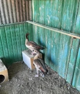 بط مصري فرعوني