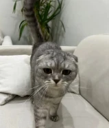 قطوه للبيع سكوتش فولد عمرها 7 شهور تقريباً